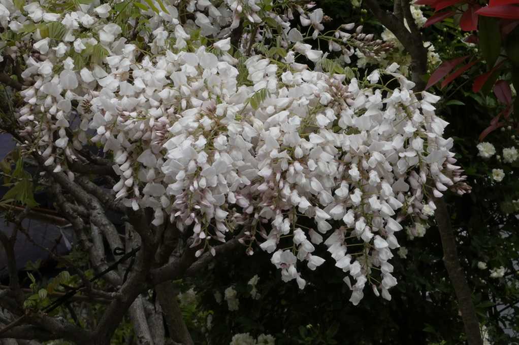515