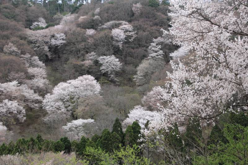 黒川桜の森_003.jpg