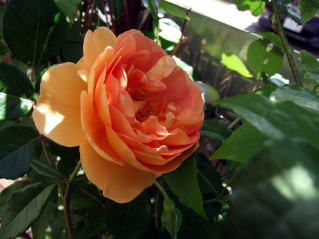 DSCF14441.jpg