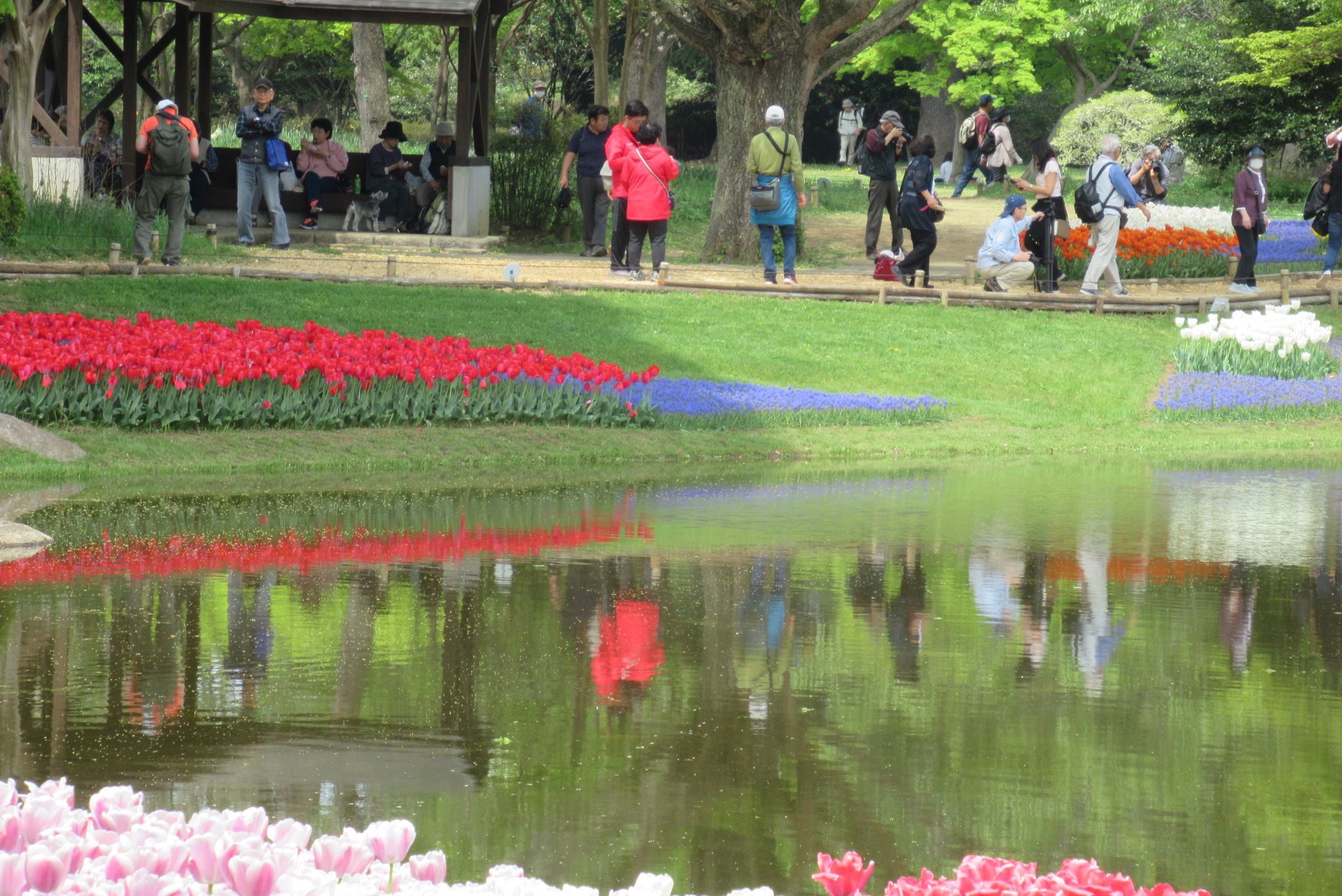 昭和記念公園 チューリップガーデン 愈々庵気まぐれ日記 楽天ブログ