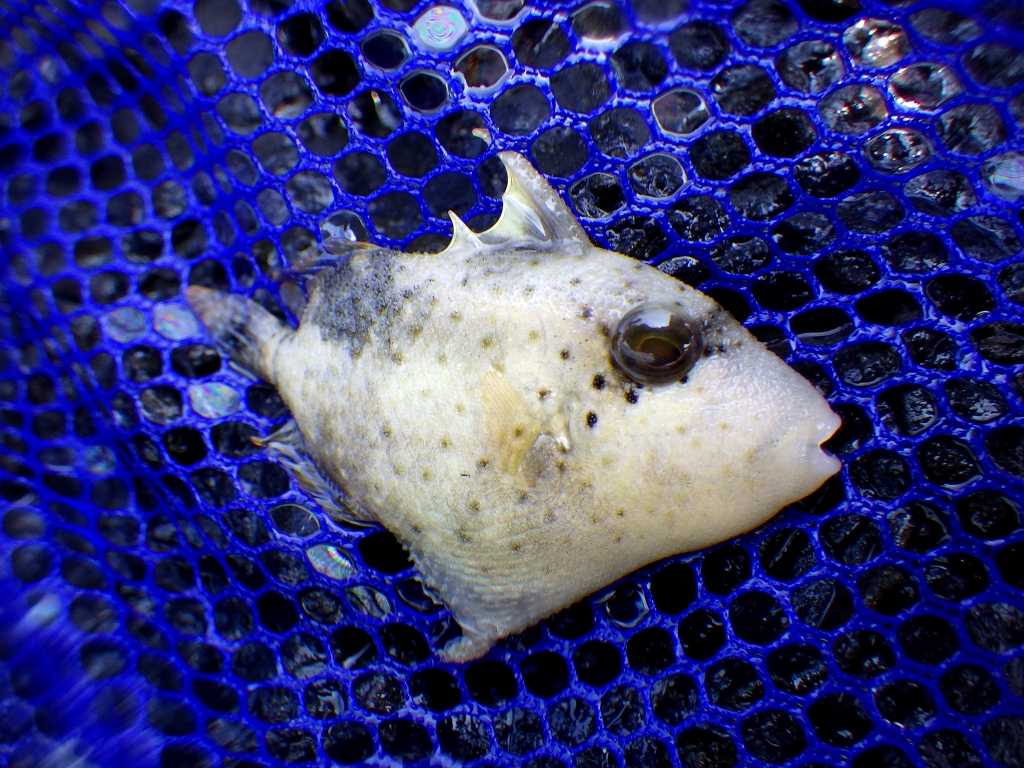 串本磯採集2020年8月下旬48　キヘリモンガラ（Pseudobalistes flavimarginatus）の幼魚