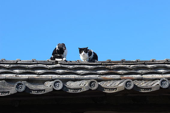 我が家のニャンコ♪2015/1/28-3