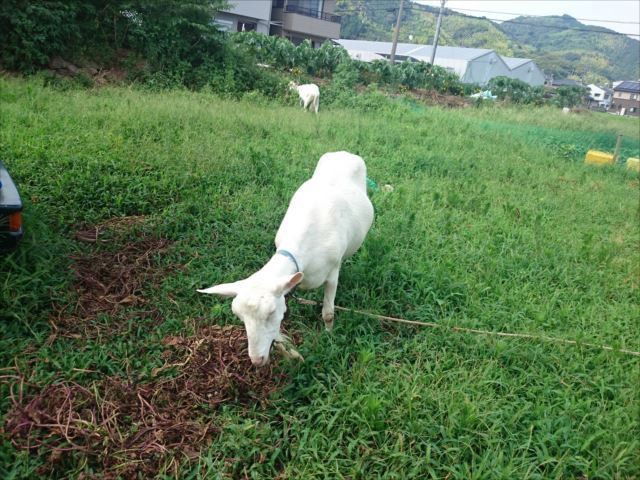 放牧と繋牧 はんぼく と舎飼い 山羊 やぎ ヤギ 定年退職したら ヤギを飼うぞ レッツ Goat 楽天ブログ