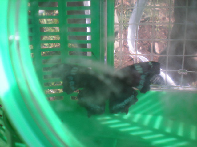 DSCN0961.JPG