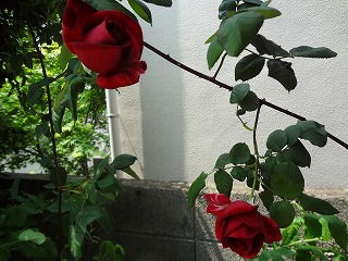 DSC00802.jpg