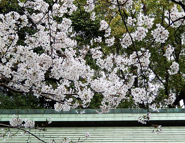 桜４