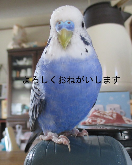 ぴーちゃん