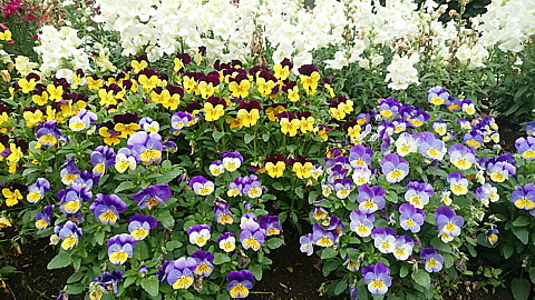 IMG_20150409_121920.jpg