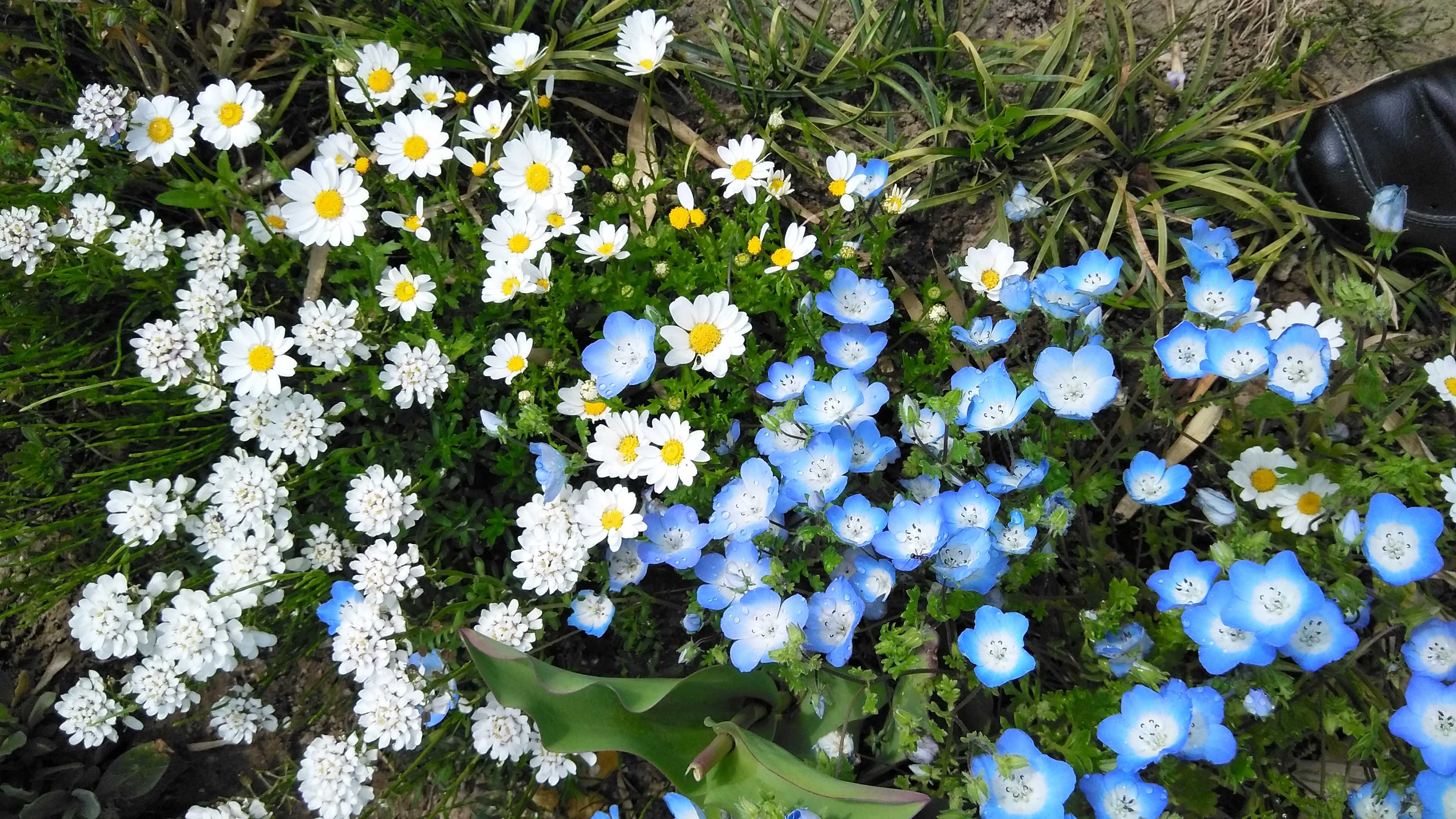 花より男子 日 韓 台 ふるふるハウスdiary 楽天ブログ