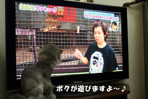 テレビの猫じゃらしでも２jpg.jpg