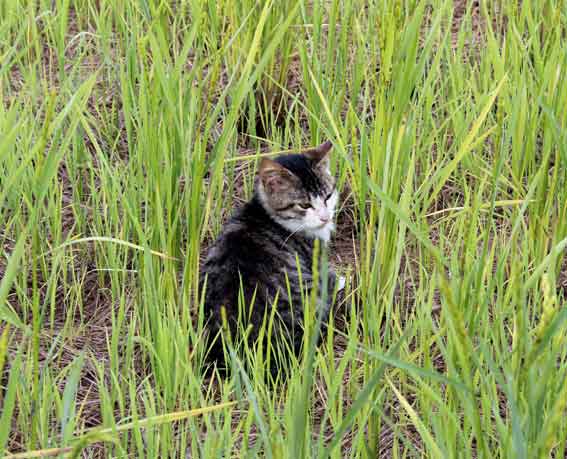 我が家のニャンコ♪2013/11/16-3