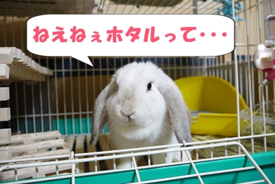 ほたる？.JPG