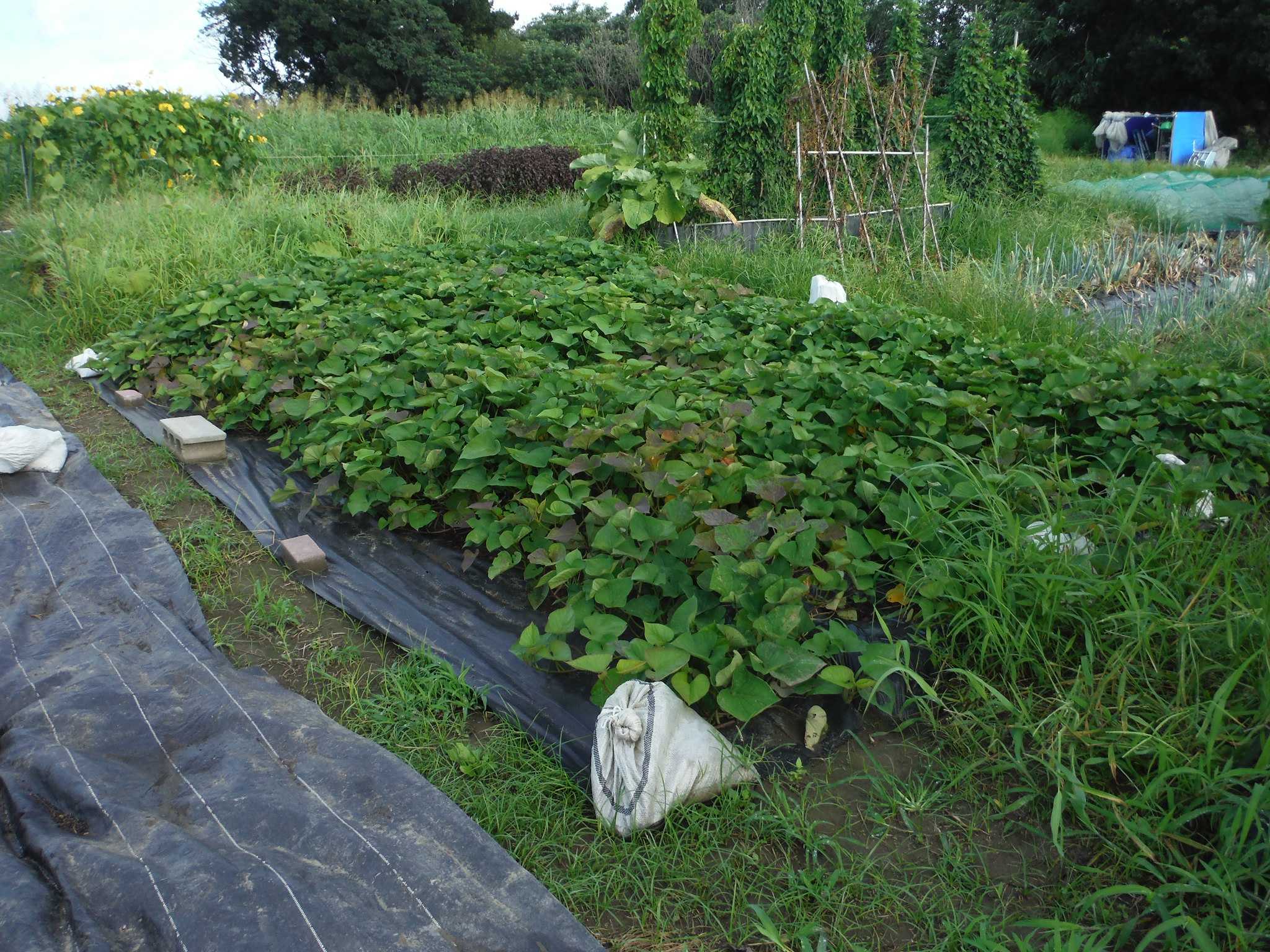 サツマイモ 防草シート効果的 鷹の爪 順調 アラ古希夫婦の菜園生活 楽天ブログ