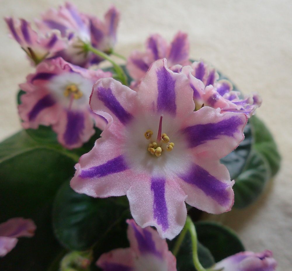 新着記事一覧 Nenttohのブログ セントポーリアの花のご紹介 Site Introduces Africanviolet Saintpaulia 楽天ブログ