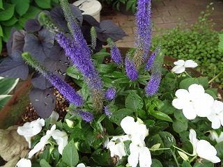 DSC01390.jpg