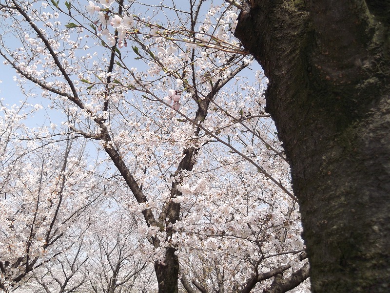 DSCF1390.jpg