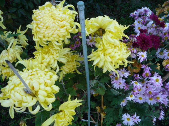 825 菊