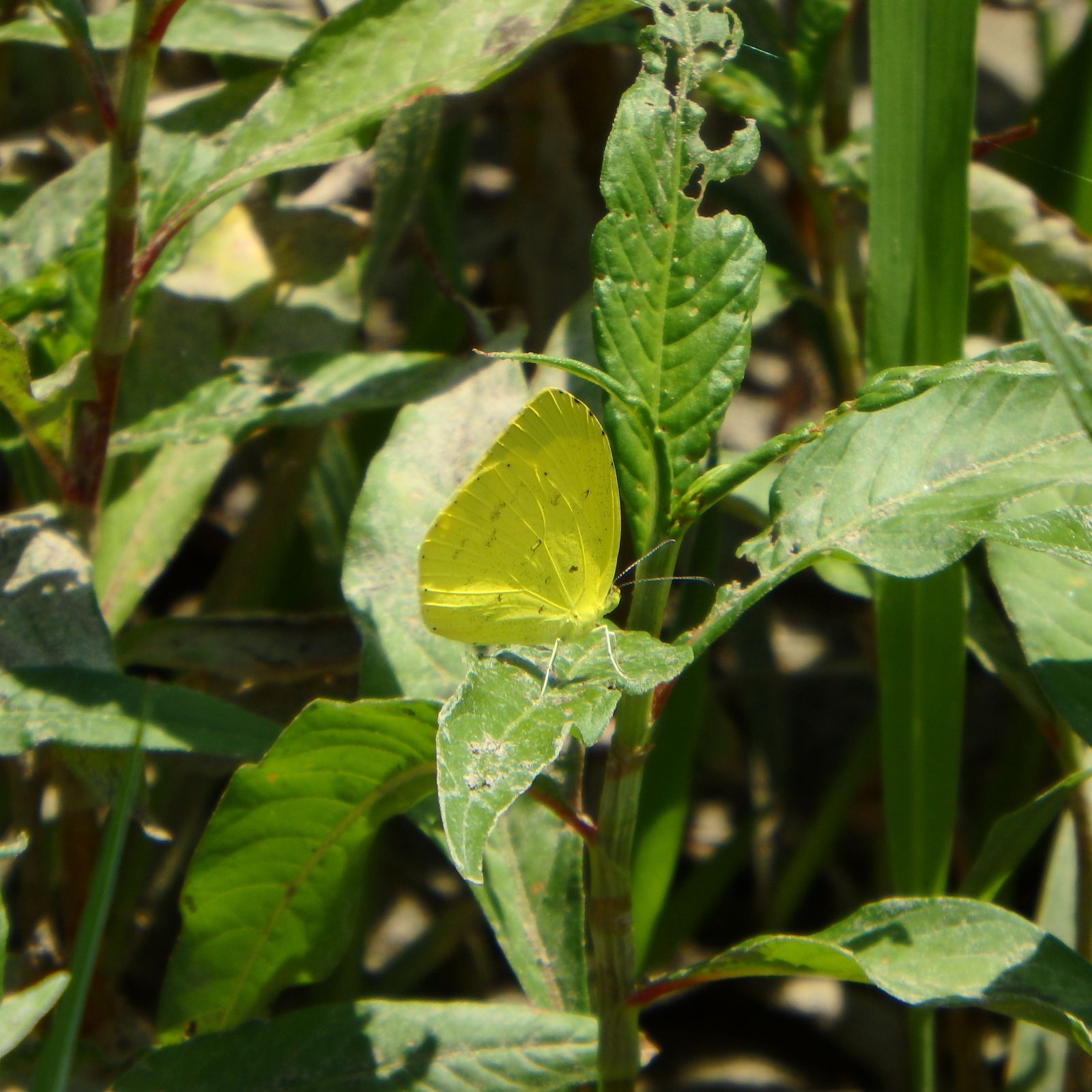 キタキチョウ キチョウも色々種類がある など 野性の大田区 東京都大田区自然探訪記 楽天ブログ