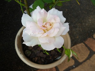 P1070476ss.jpg