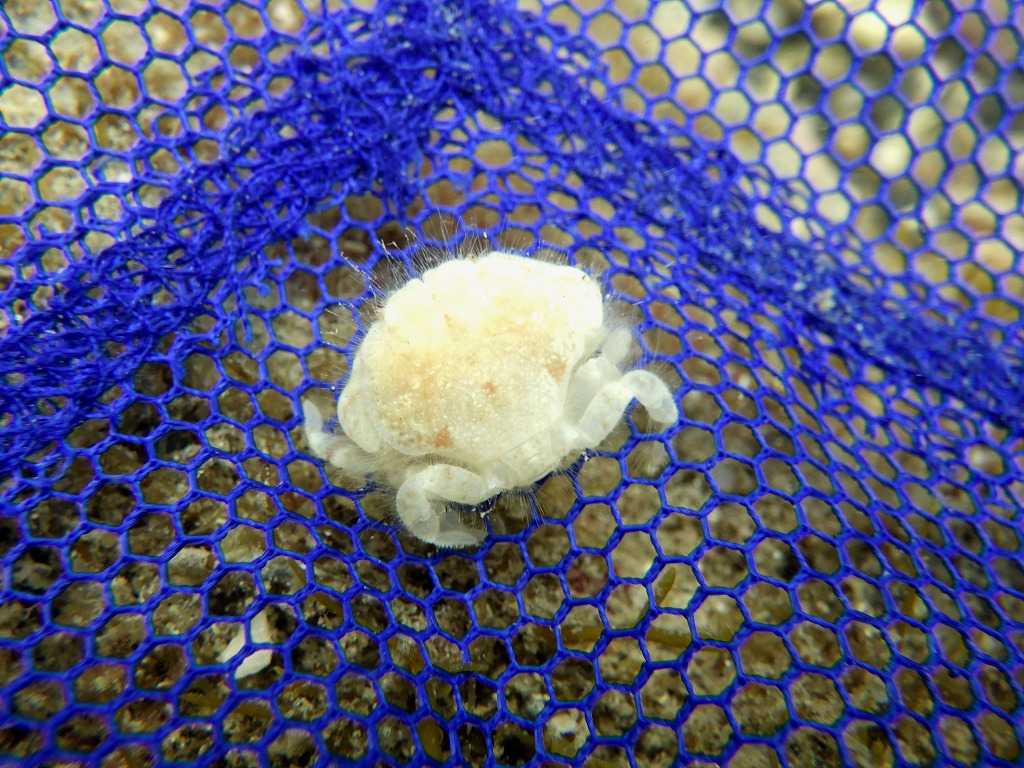 串本磯採集2023年7月上旬58　ゴイシガニ（Palapedia integra）