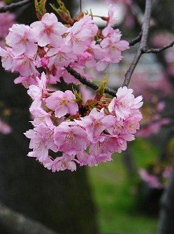 水辺の河津桜3