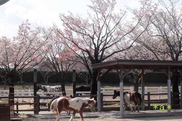 桜とポニー2.jpg