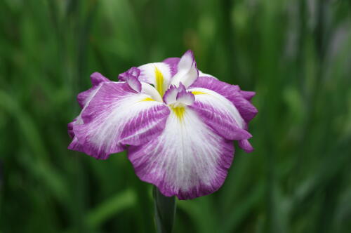 浜離宮恩賜庭園の花菖蒲