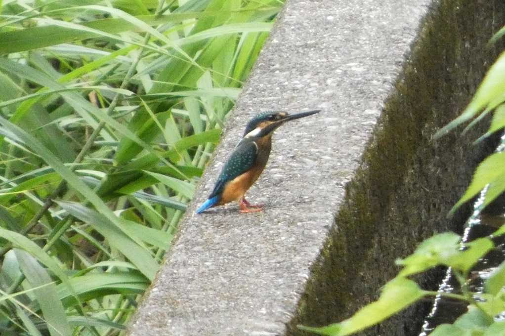 515