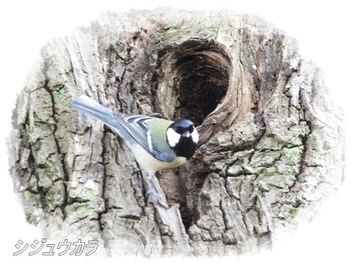 洗足池の野鳥たち