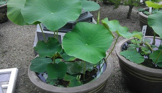IMAG0196.jpg