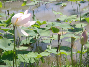風になびく蓮300.jpg