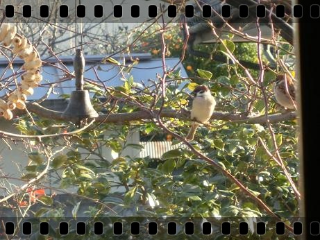 ピーナッツリース