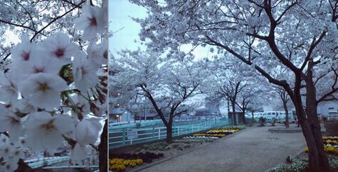 近所の公園も♪