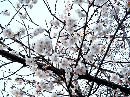 サクラ（桜）国立病院前