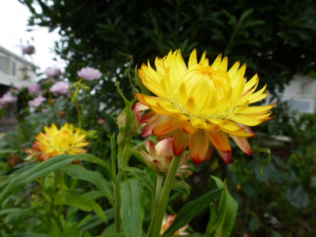 麦藁菊 ムギワラギク バラの花色々 写真あり 私の好きな花 楽天ブログ