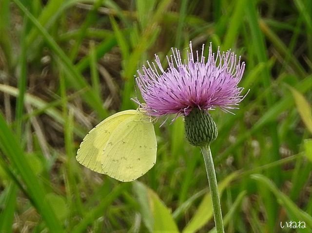 キタキチョウ2019年6月27日