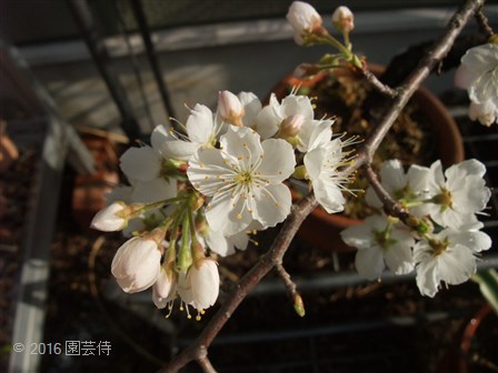 中国冬桜？×ソメイヨシノ　20160401-2