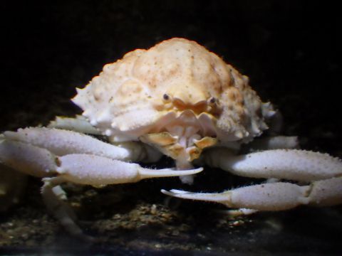 ケンナシコブシ（Urashima pustuloides）5　深海性カニ　熊野灘　水深350m