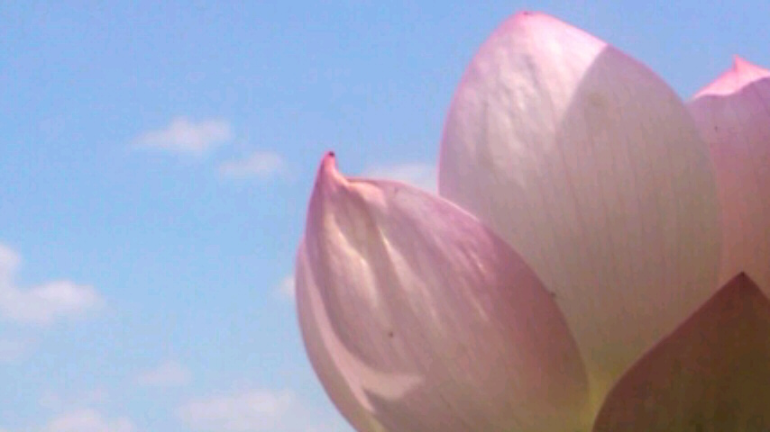 20160701森川花はす田3-2