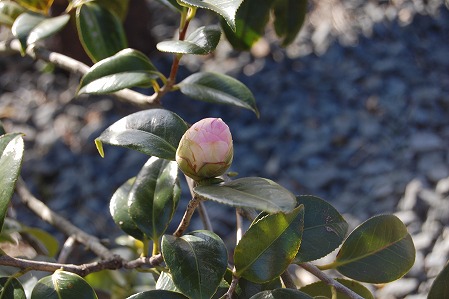 DSC_1167.jpg