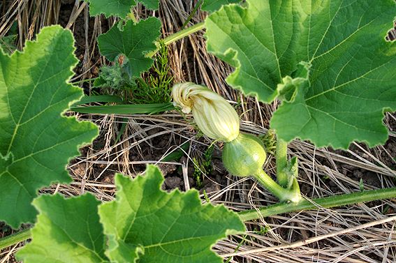 カボチャの花がキュウリに咲く 能登の手染め日記 楽天ブログ