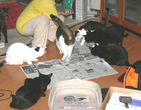 20120805ﾅﾅ_ﾐﾙ_ｷﾗ_ﾋﾒ_ｻｺ_ﾛｶ_ﾀｸ.jpg