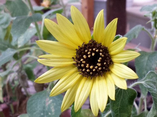 20150804_152745 (500x374).jpg
