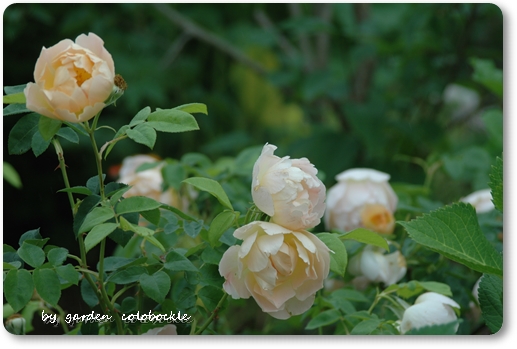 コンテ・ドゥ・シャンパーニュ2