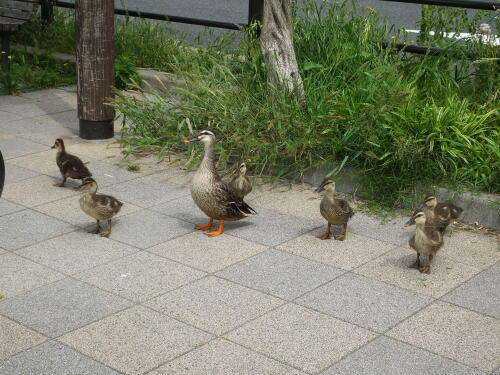 小池公園にて