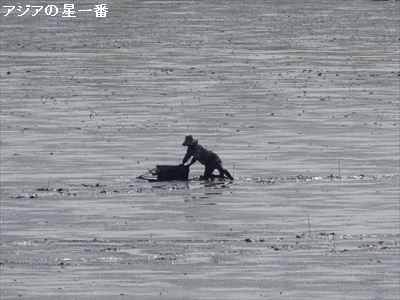 20160523 有明湾干潟19