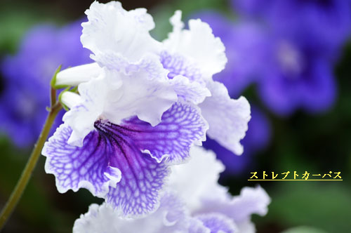 はな２