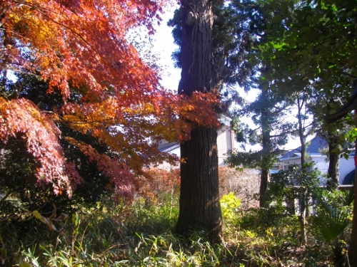 日光街道間々田宿間々田八幡宮 (3) (500x375).jpg