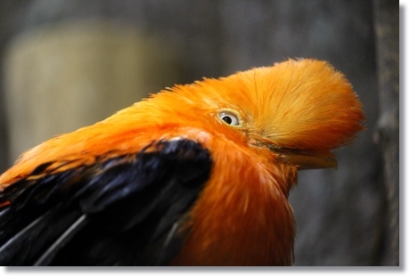 東京旅行-67 アンデスイワドリ-2 13.10.5