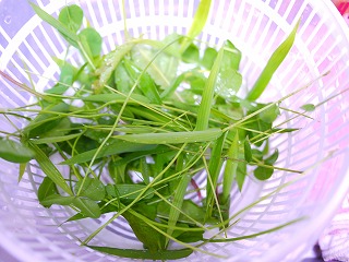P1070537.jpg